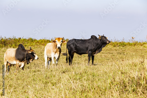 Herd of Thai domestic beef cattle grazing on green pasture © mathisa