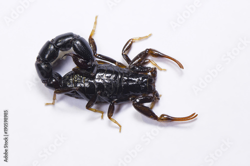 Scorpion, Orthochirus's sp. Tamilnadu photo