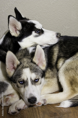 Tan and White Husky  and Black and White Siberian Husky with Blue Eyes Snuggling