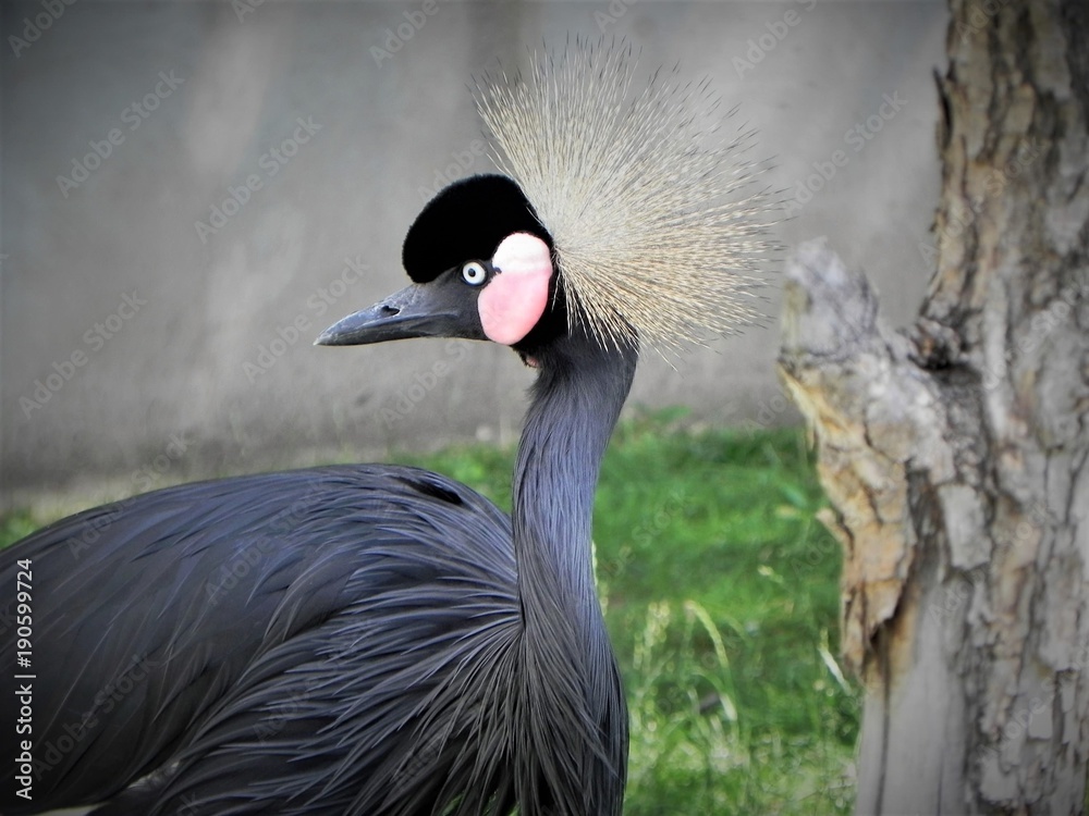 Fototapeta premium Beautiful bird