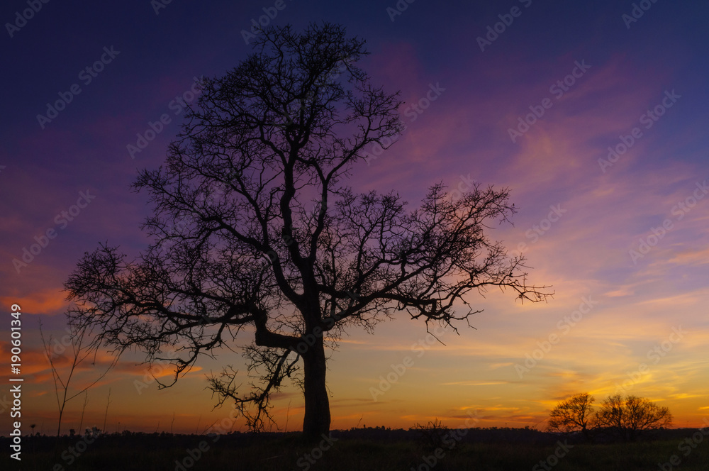 sunset oak tree