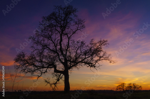 sunset oak tree