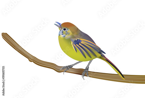 Beautiful bird, Bar-throated minla, Chestnut-tailed minla (Minla strigula) in nature of Thailand.