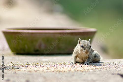 Searching for food