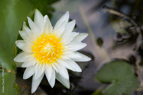 white lotus flower with green leaf background