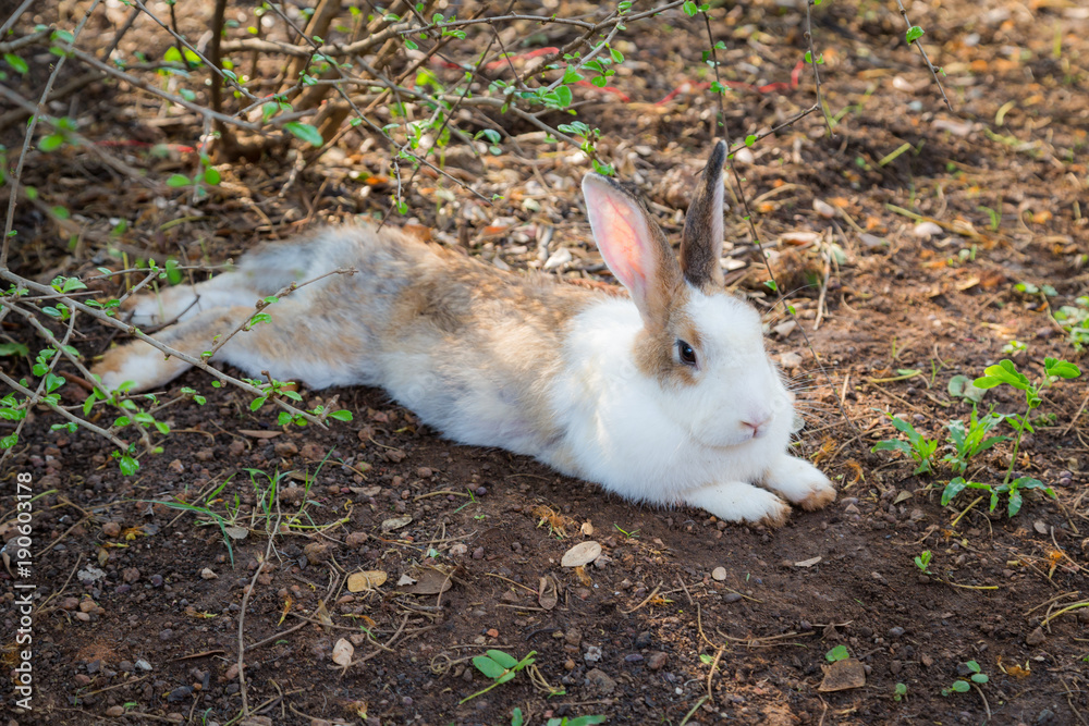 Close up of Wild rabbit in the nature Close up of Wild rabbit in the nature
