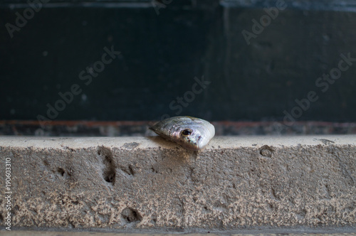 Dead Fish on Doorstep in Dubrovnik, Croatia