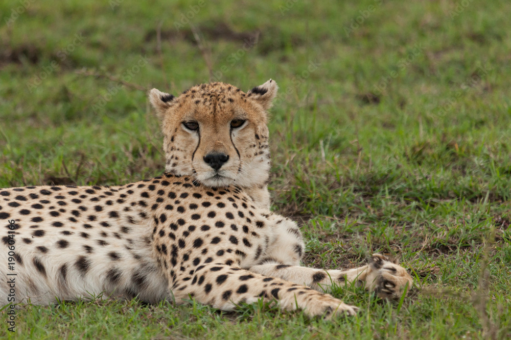 a single cheetah rests on the grass of the Maasai Mara a single cheetah rests on the grass of the Maasai Mara