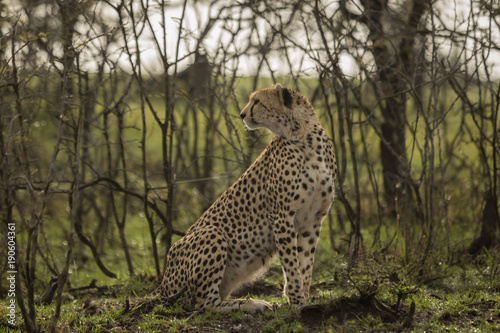 a single cheetah rests among the shrubs of the Maasai Mara