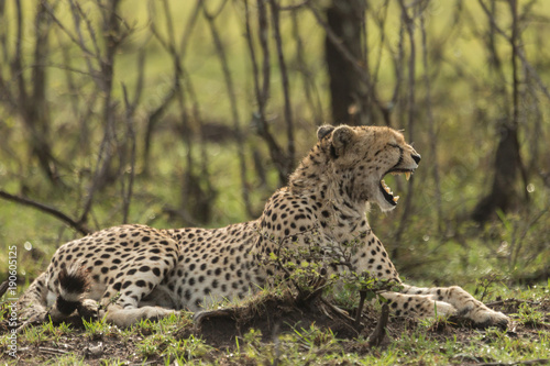 a single cheetah yawning as she reclines among the trees of the Maasai Mara © lindacaldwell