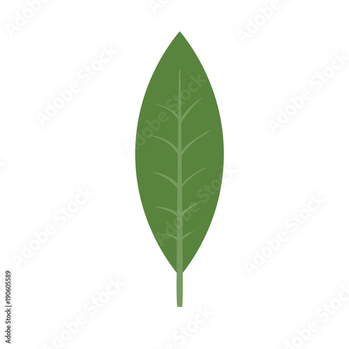 Green plant leaf. Isolated vector illustration on white background.