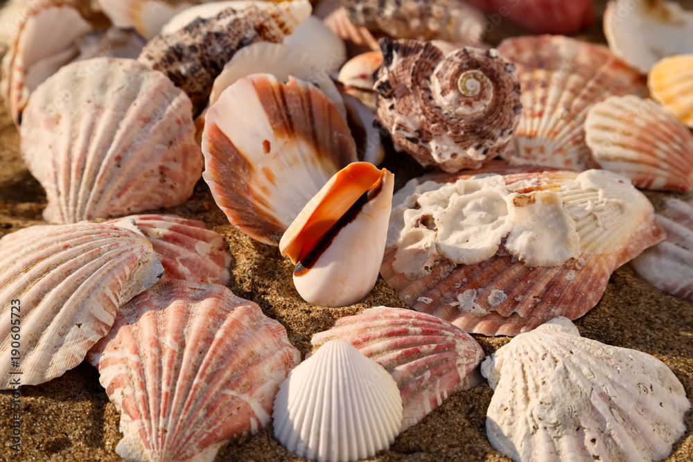 Seashells on the sand of a beach, seashell summer background Seashells on the sand of a beach, seashell summer background