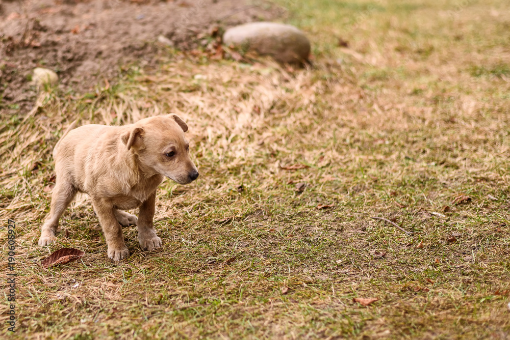 the stray dog plays on the faded grass. the stray dog plays on the faded grass.