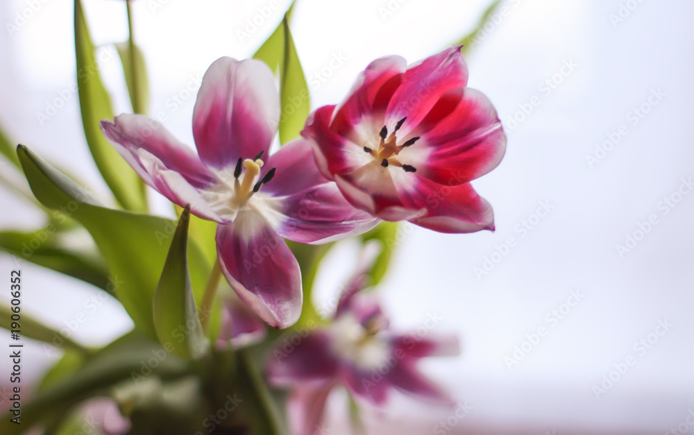 Bouquet of tulip flowers. Bouquet of tulip flowers.