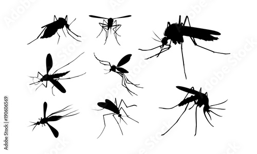 Set of Mosquito Silhouette vector illustration, Close Up Mosquito Silhouette