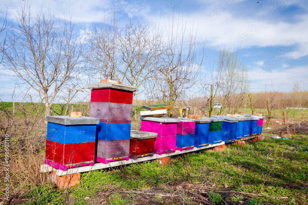 Row of beehives at early spring in orchard, apiary, Bee farm Row of beehives at early spring in orchard, apiary, Bee farm