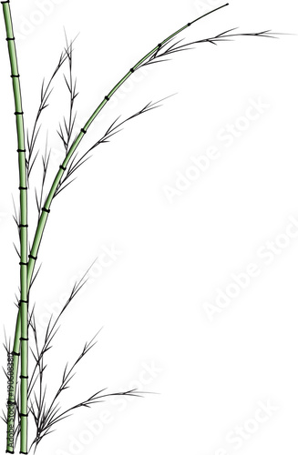 bamboo drawing background
