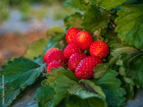 Fresh strawberries fruits on strawberry plants at strawberry fields