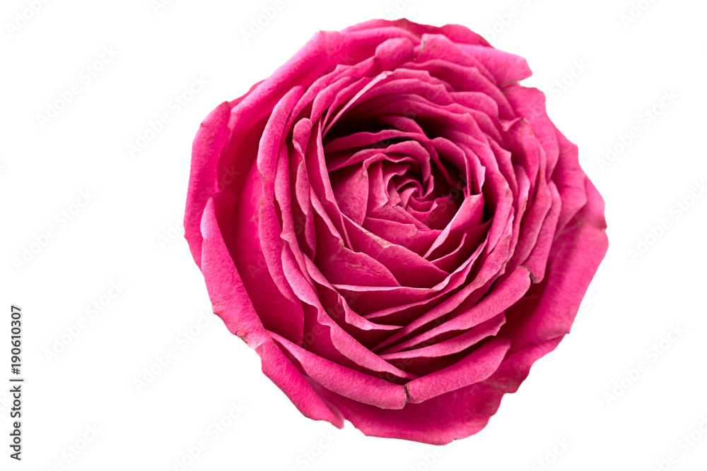 Pion-shaped roses isolated on white background, full in focus. Pink pion-shaped roses. Flowers for St. Valentine's Day and March 8 Pion-shaped roses isolated on white background, full in focus. Pink pion-shaped roses. Flowers for St. Valentine's Day and March 8