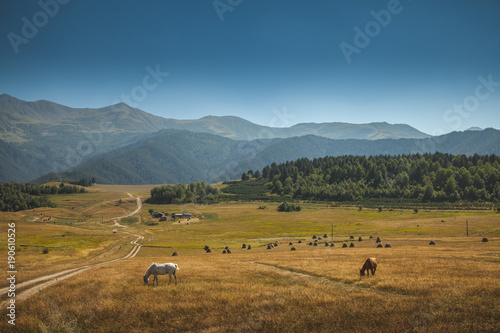 Horses in mountain under the blue sky