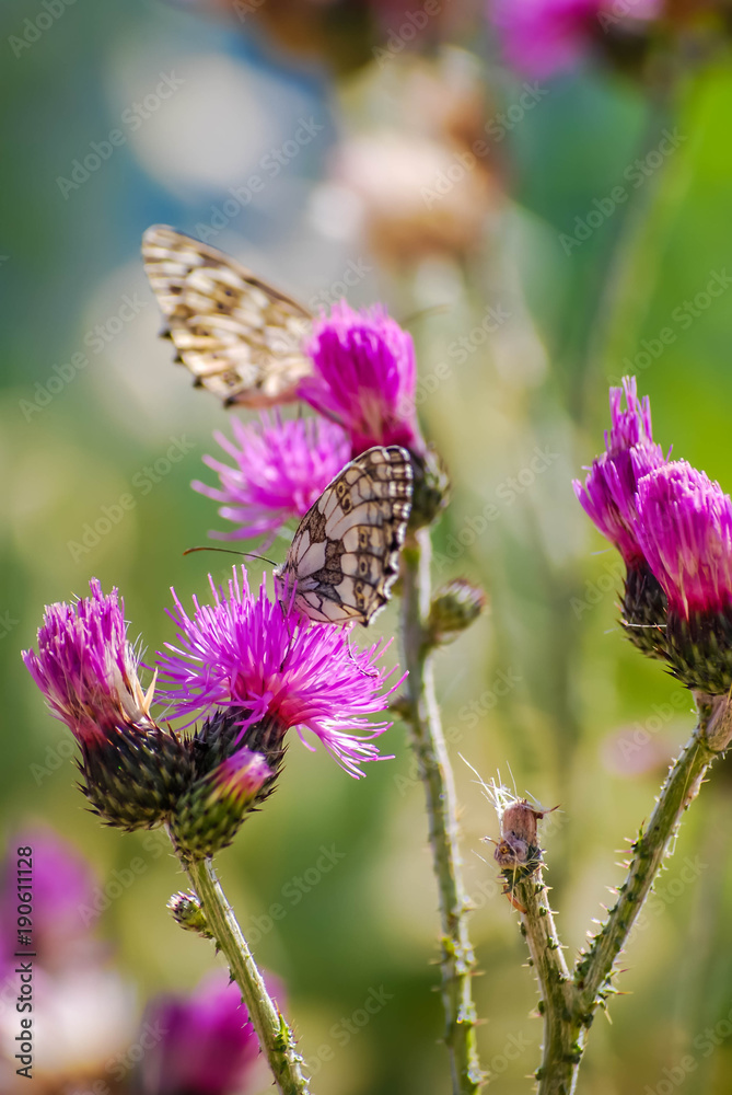 Papillon. Papillon.