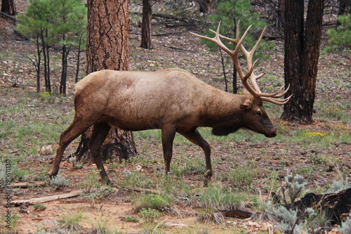 Wapiti near Grand Canyon in Arizona in the USA 