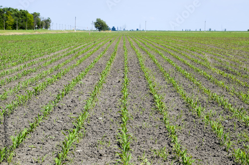 Field of seedlings of corn. Young corn in the field.