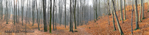 Small valley in autumn beech forest. Europe, Poland, Holy Cross Mountains.