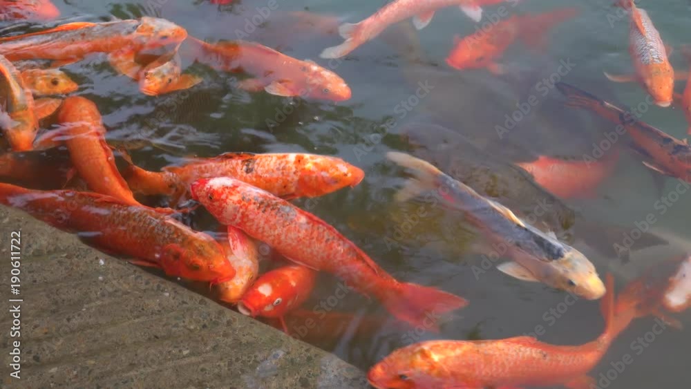 Large orange goldfish in the sacred pool at Amritsar, India Large orange goldfish in the sacred pool at Amritsar, India