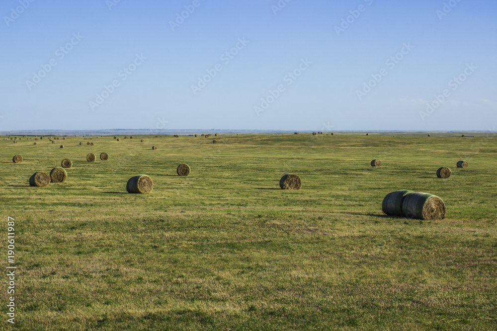 Obraz premium Hay in a Field