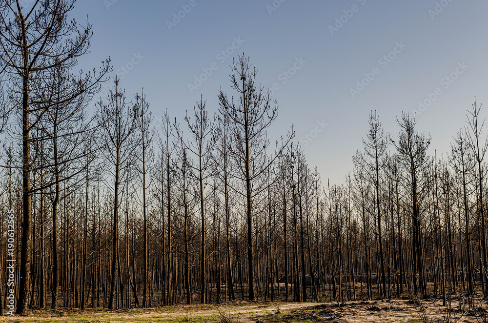 Fototapeta premium Burning trees after wildfire in a Pinetrees forest in Leiria, Portugal