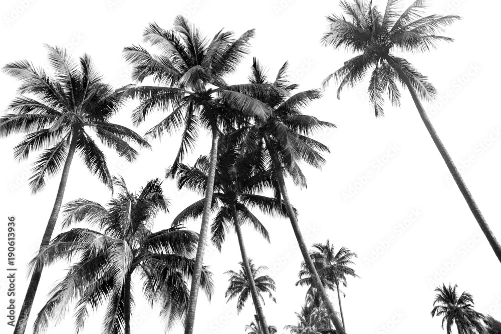Fototapeta premium Czarno-białe sylwetki tropikalnych palm kokosowych na białym tle