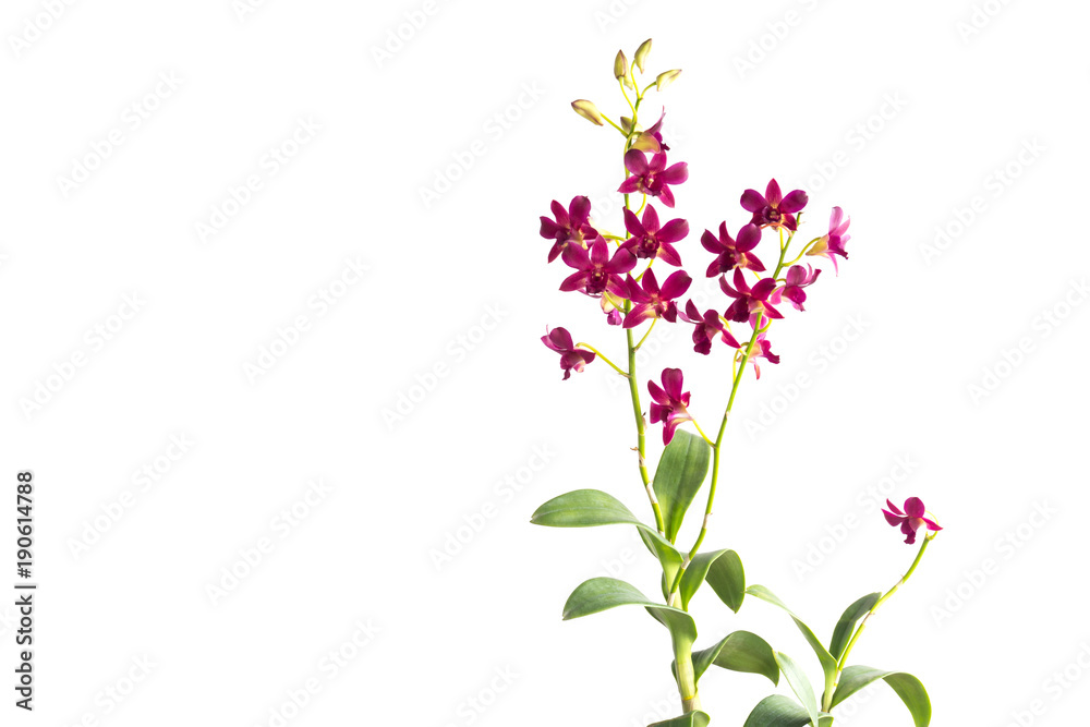 Beautiful red orchid isolated