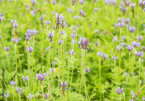 Closeup of the lavender field in summer