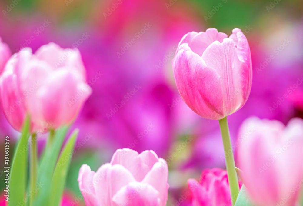 Close-up of pink tulips in a field ,pink tulips in the garden, pink tulip with bokeh.