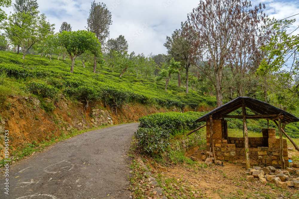 green tea leaf shack on the green fields green tea leaf shack on the green fields