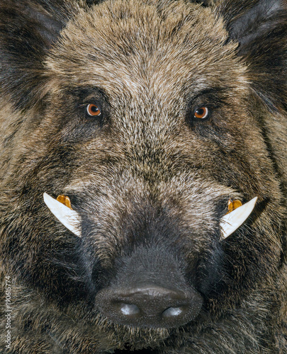 Fotografia head wild boar animal Sus Scrofa background.