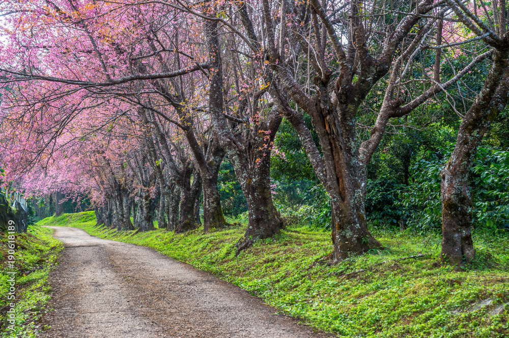 Beautiful spring cherry blossoms , Cherry flowers on a cherry tree branch, Pink cherry blossom in full bloom. Beautiful spring cherry blossoms , Cherry flowers on a cherry tree branch, Pink cherry blossom in full bloom.
