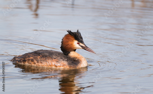 Crested grebe swimming on a lake