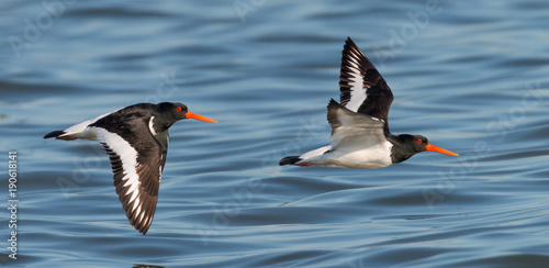 Tableau sur toile Oyster catcher in flight