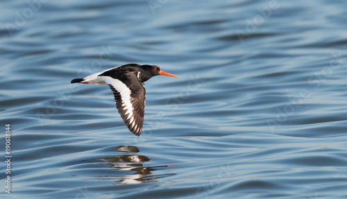 Oyster catcher in flight wings down