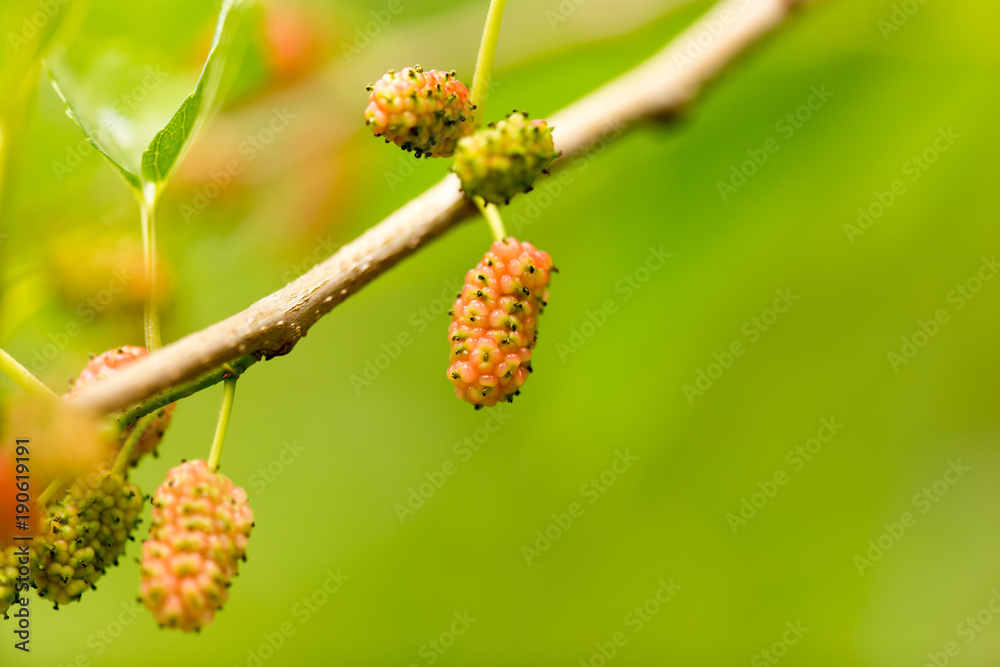 Mulberry berries on a tree in the nature Mulberry berries on a tree in the nature