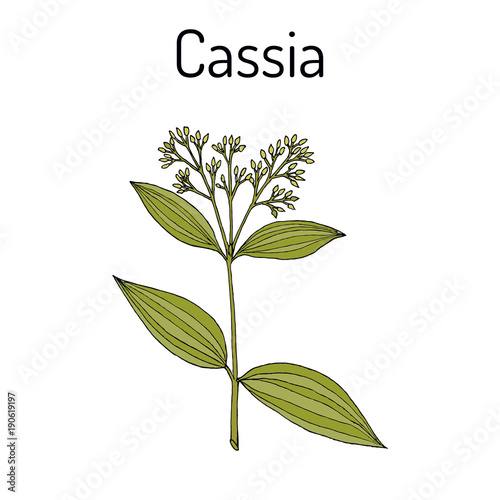 Chinese cassia Cinnamomum cassia , medicinal plant Fototapeta
