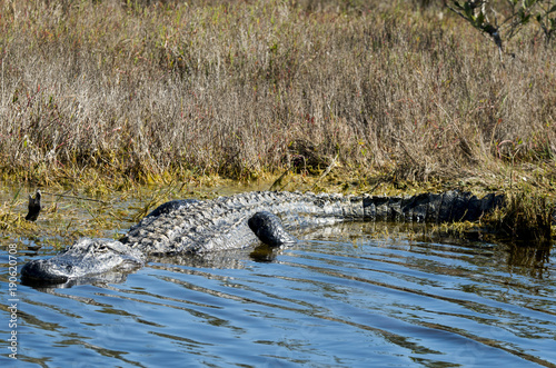 Alligator d'Amérique, Alligator mississippiensis, Parc national des Everglades, Floride, Etats Unis photo