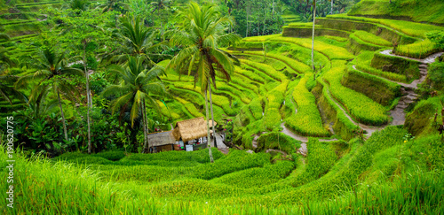 Green rice fields panorama