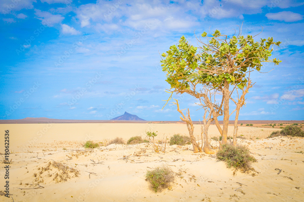 Obraz premium Desert landscape in Cape Verde, Africa