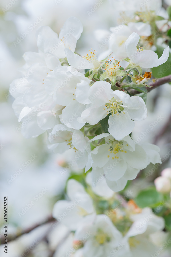 Perfect spring blossom of white apple tree branch