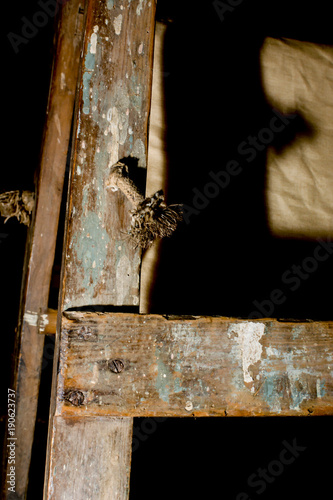Vintage Wood Ladders