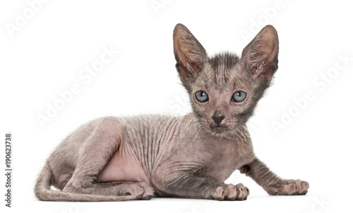 Kitten Lykoi cat, 7 weeks old, also called the Werewolf cat lyin photo