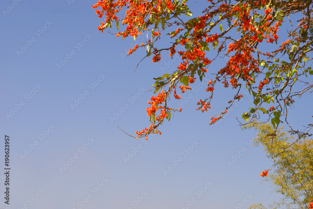 red flowers and blue sky red flowers and blue sky